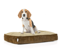 BeagleBrownBed